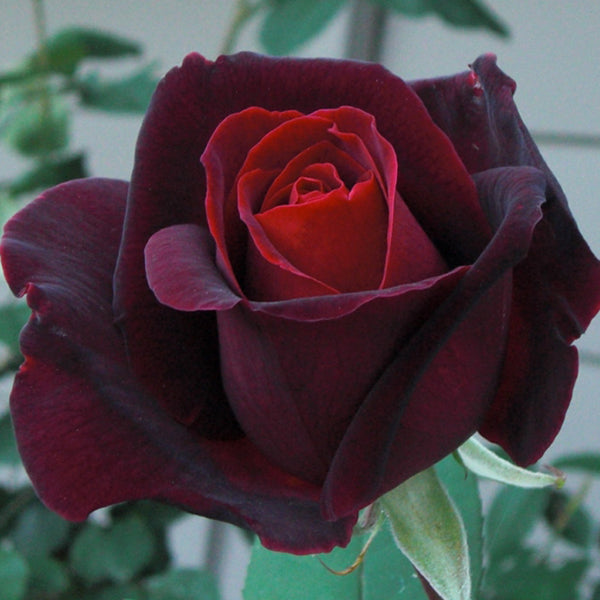 Medicina de rosa - Ritual Spirit Cleanser