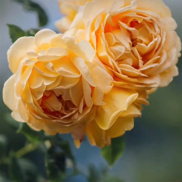 Medicina de rosa - Ritual Spirit Cleanser