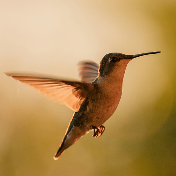 Medicina de rosa - Ritual Spirit Cleanser