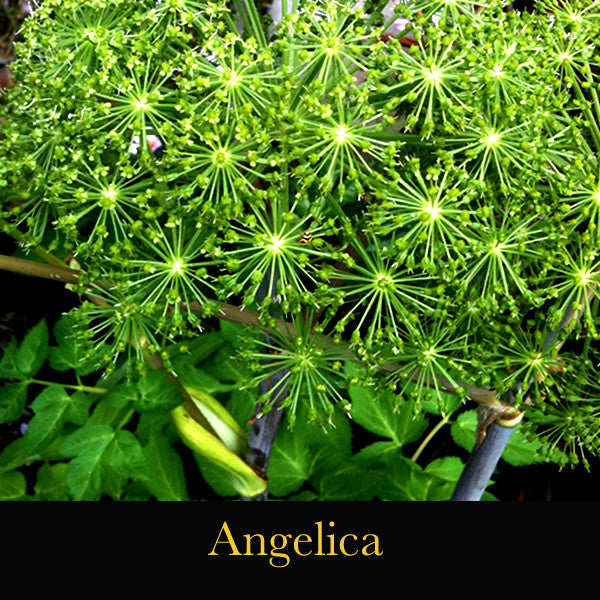 Angelica - Salve of Comfort during Tender Transitioning