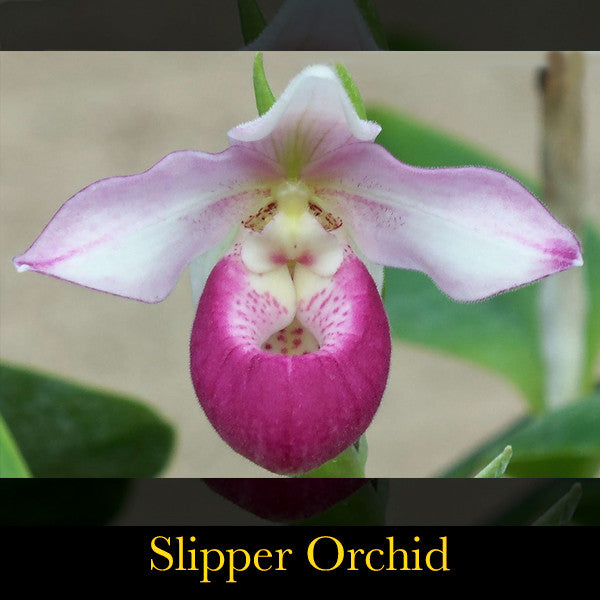 Jewells ~ Unifying with the Stillness of Love