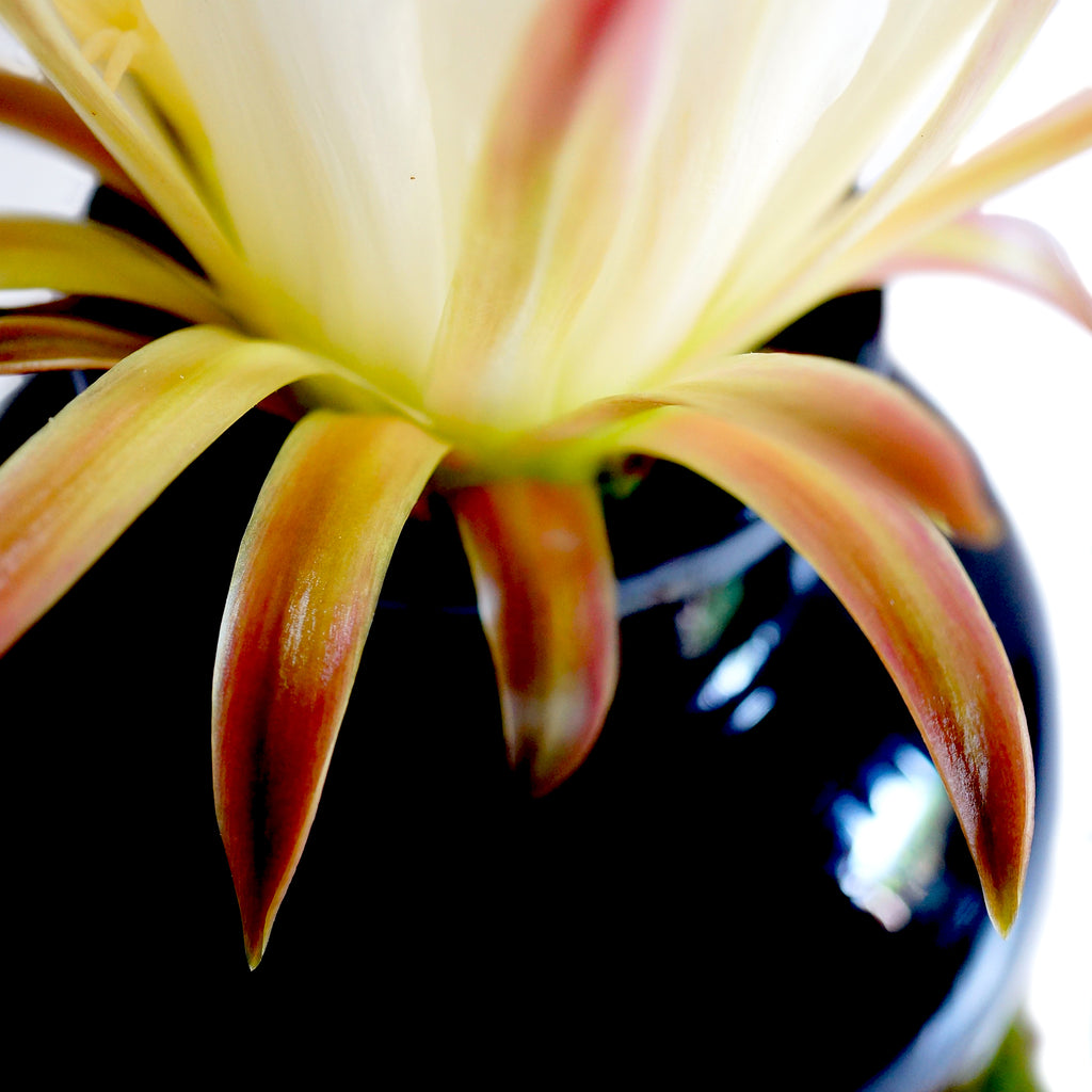 Medicina de flores - Ritual Spirit Cleanser