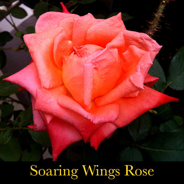 Mystic ~ Inviting Mystery in with Fiery Enthusiasm