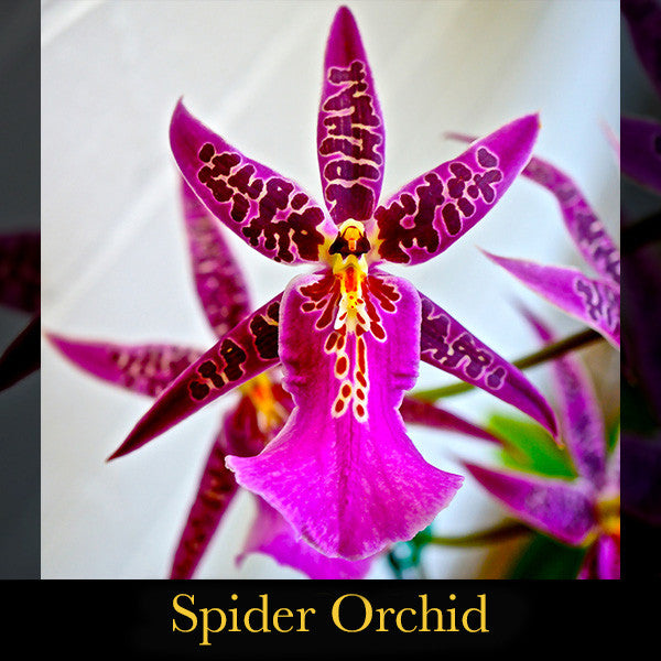 Oracle ~ Trusting the Instincts of our Co-Creativity