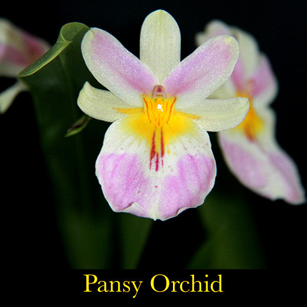 Perception ~ Inciting Discernment for our Highest Potential