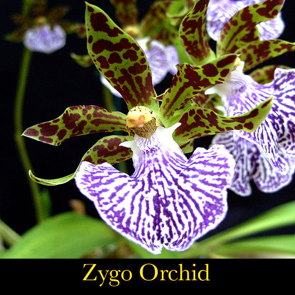 Peruvian ~ Tasting the Sweetness of our Dynamic Passion