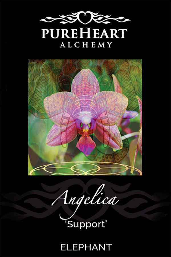 Angelica - Salve of Comfort during Tender Transitioning