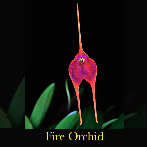 Soulflame ~ Firing the Furnace of Inner Optimism