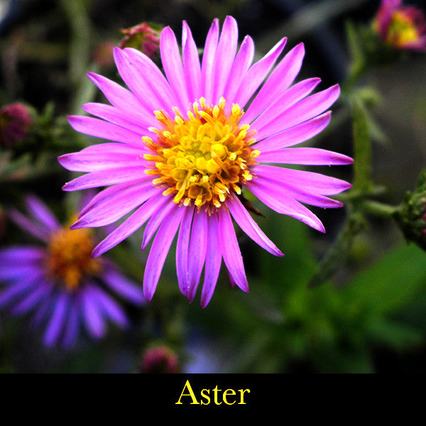 Virtue ~ Gentle-Breath of the Warrior's Heart