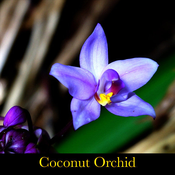 Wild Divine ~ Sacred Mystery of the Divine Feminine