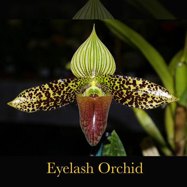 Akashic ~ Grounding in our dreams, Myst of Divine Masculine