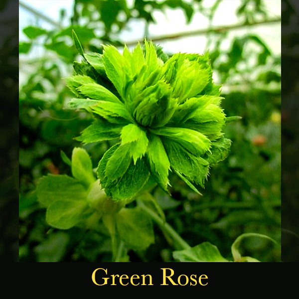 Medicina de flores - Ritual Spirit Cleanser