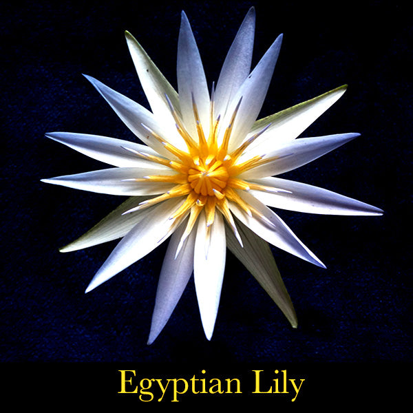 Manifest Essence ~ 3rd Eye Chakra