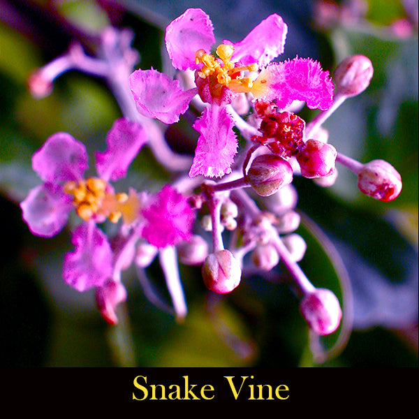 Astral Aya ~ Expansion Essence