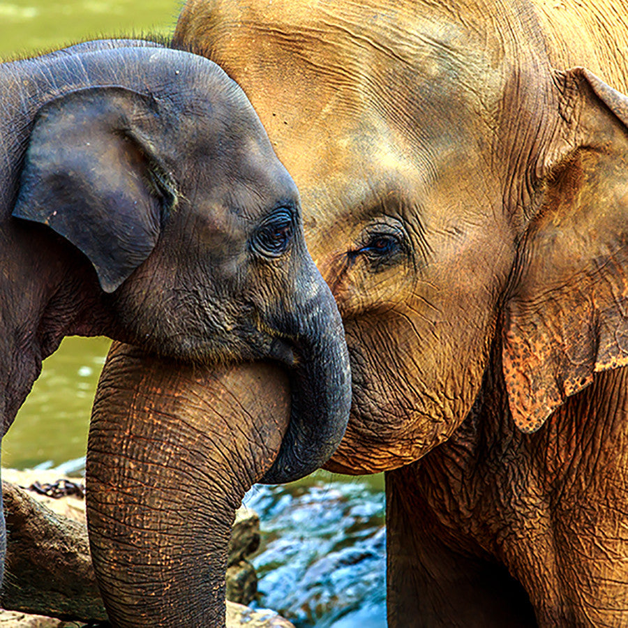 Angelica - Salve of Comfort during Tender Transitioning