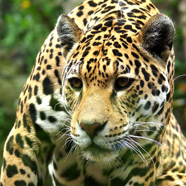 Brethren ~ Embracing Change with a Fire-Belly of Confidence