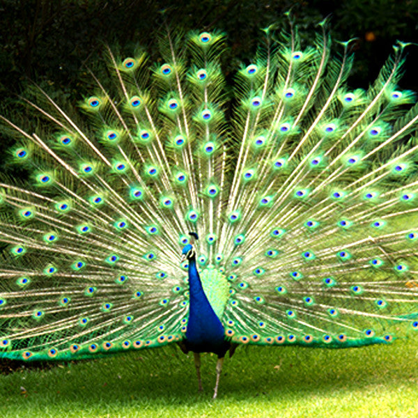 Jewells ~ Unifying with the Stillness of Love