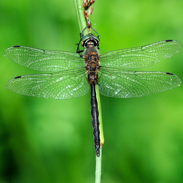 Lumination - Releasing into our Soul's Magnificence