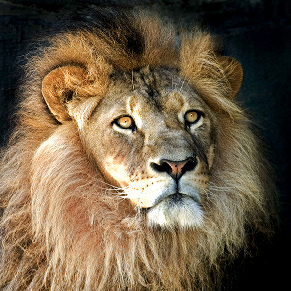 Mystic ~ Inviting Mystery in with Fiery Enthusiasm