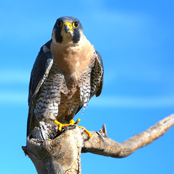 Perception ~ Inciting Discernment for our Highest Potential