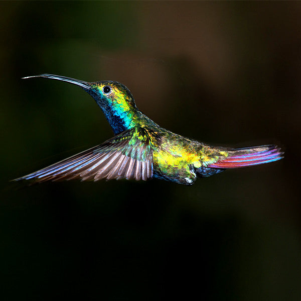 Peruvian ~ Tasting the Sweetness of our Dynamic Passion