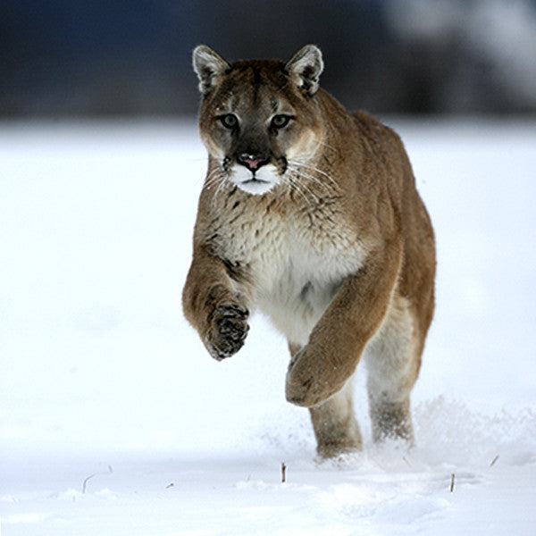 Phi Rising ~ Mapping our Destiny through Geometry's Eyes