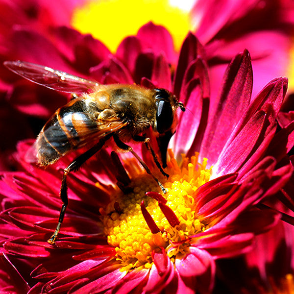 Solar Gold ~ Building Willpower with our Sacred Centre