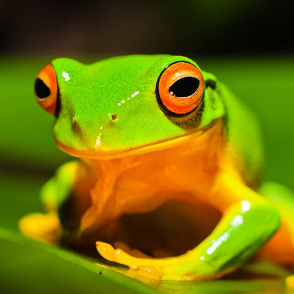 Soulflame ~ Firing the Furnace of Inner Optimism